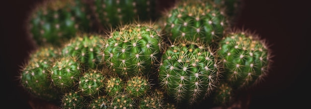 Cactus on pot