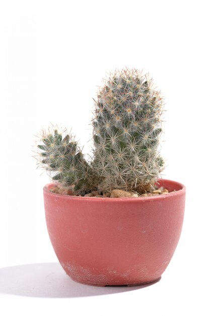 Photo cactus in a pot