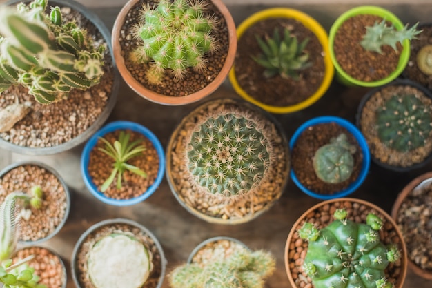 Cactus in pots