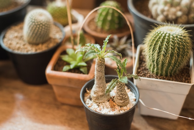 Cactus in pots