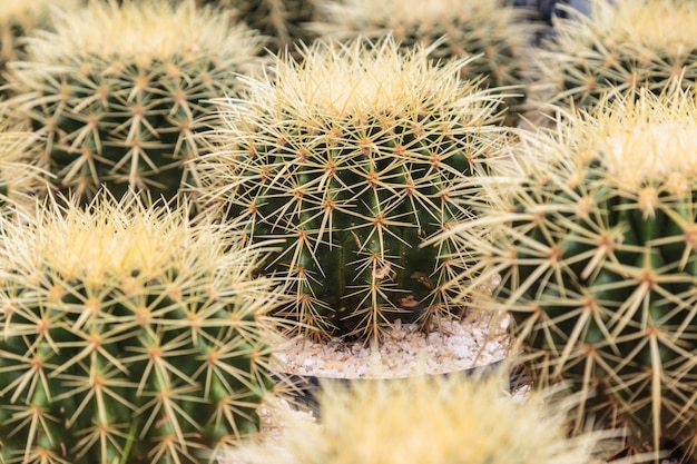 Cactus in pots