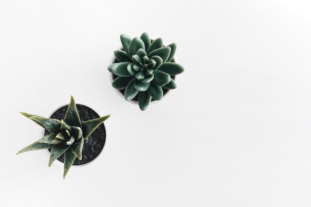 Cactus potted plant on white background