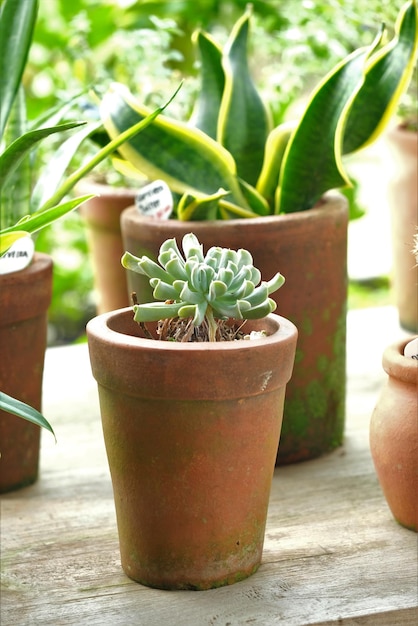 Cactus in potted