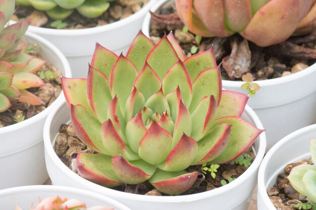 Cactus propagation in pots