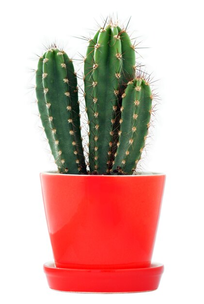 Cactus in a red flowerpot isolated on white