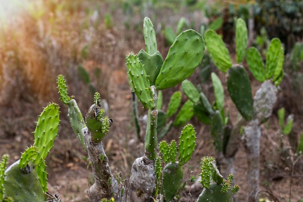 Cactus, regional plant of Northeast Brazil