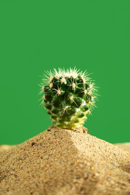 Cactus in the sand Green background