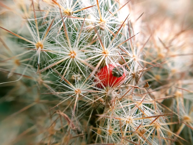 Cactus seed pod Small cactus fruit close up