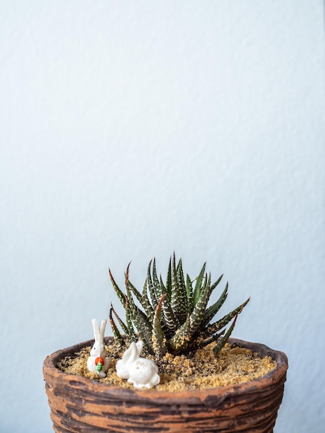 Cactus in piccola fioriera in terracotta