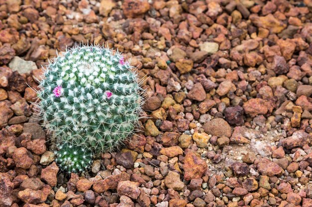 cactus on the space gravel background