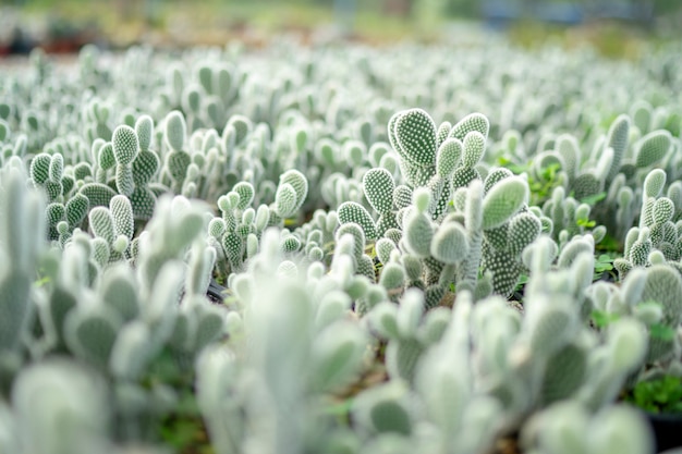 サボテンの種Opuntia microdasysはかわいい緑を浮き彫りにしました。