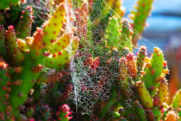 Cactus spiky succulent green plants with thorns and cobwebs