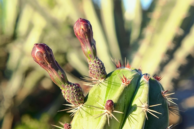 Foto le spine dei cactus si chiudono