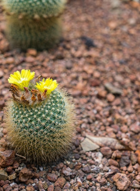 Cactus nel giardino di pietra per decorare la casa e l'esterno