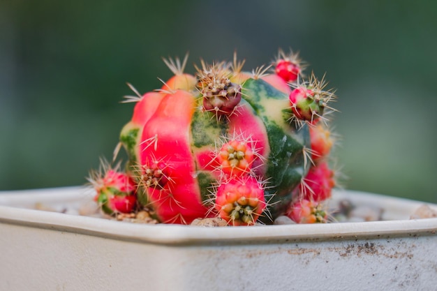 Cactus and succulent closeup