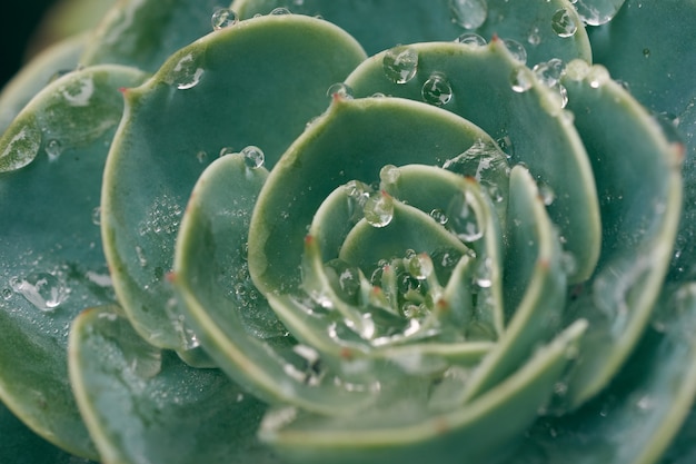 Cactus and succulent echeveria (crassulaceae echeveria sp.)