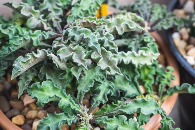 Cactus and succulent named Euphorbia decaryi