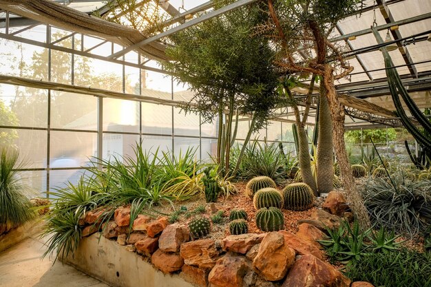 Cactus succulent plant in the glass house