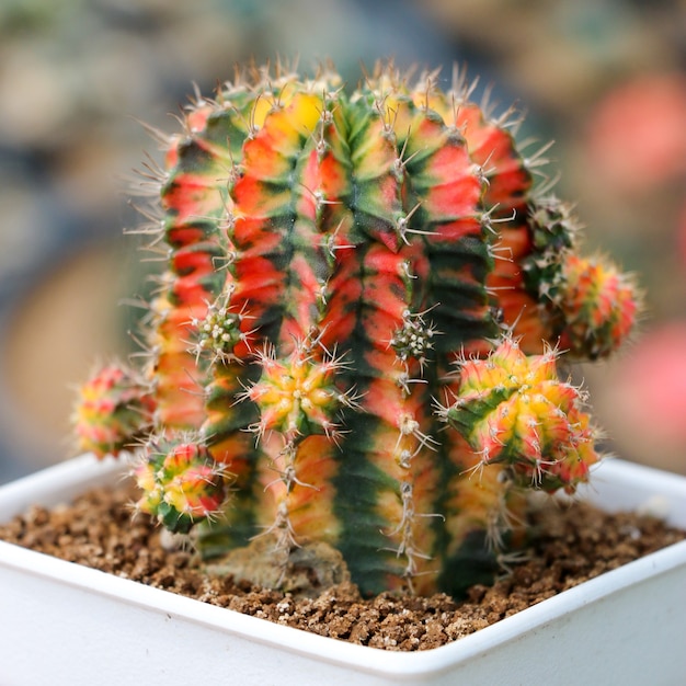 Cactus succulent plant in the greenhouse