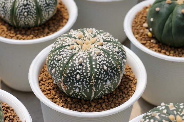 Cactus succulent plant in the greenhouse