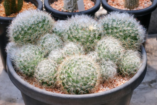 Pianta succulenta del cactus nella serra