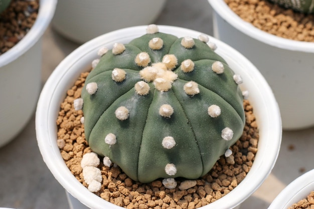 温室内のサボテンの多肉植物