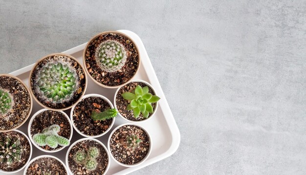 Cactus and succulent plants collection in paper cups on a tray