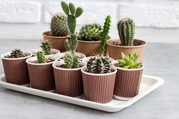 Cactus and succulent plants collection in paper cups on a tray