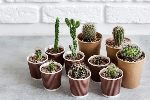 Collezione di cactus e piante grasse in bicchieri di carta