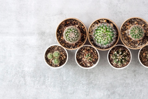 Cactus and succulent plants collection in small paper cups on a concrete