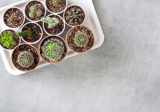 Cactus and succulent plants collection in small paper cups on a tray. Top view