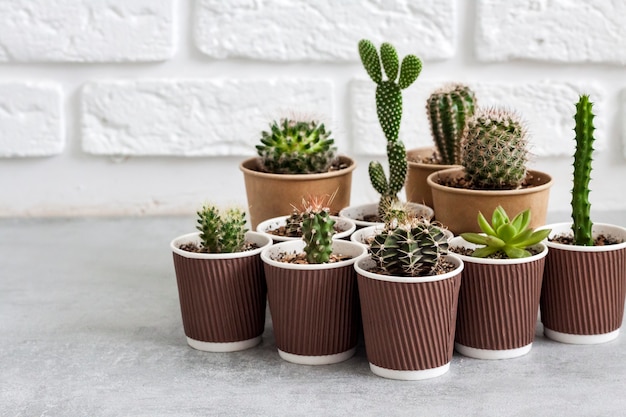 Cactus and succulent plants collection in small paper cups