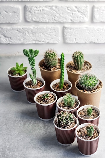 Cactus and succulent plants collection in small paper cups