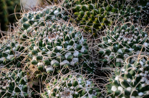 Cactus succulent plants