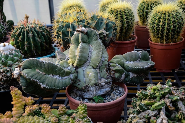 Cactus succulent plants