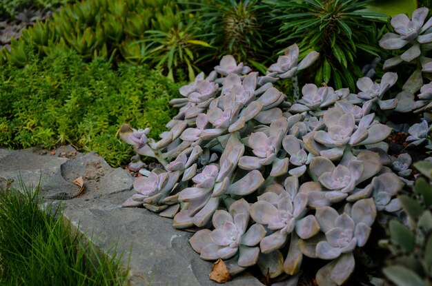 サボテン多肉植物