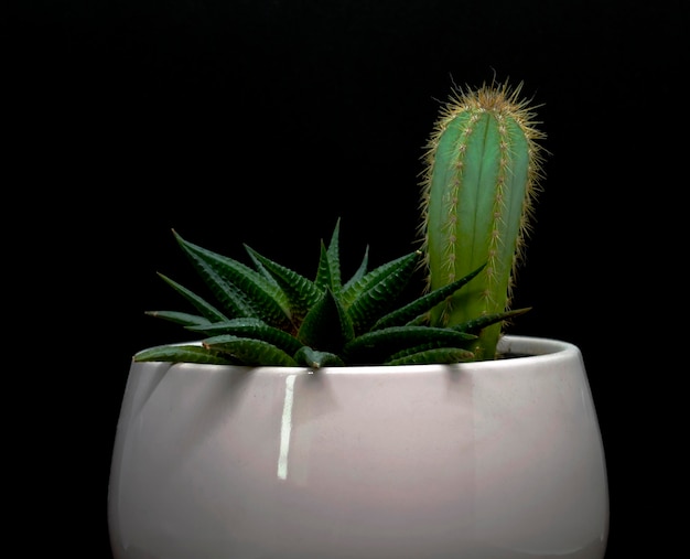 Cactus e succulente in una pentola