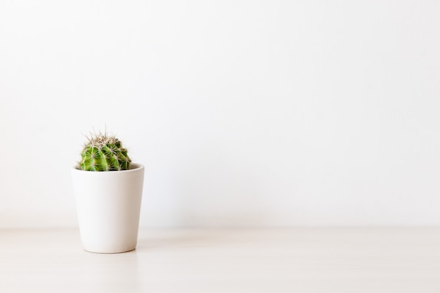 Cactus succulente installatie in keramische pot op teller naast witte muur. Minimalistisch concept