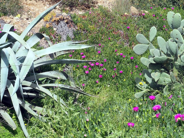 Cactus and succulents Beautiful flowering Landscape