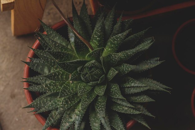 Photo cactus and succulents in brick colored pots and wooden background