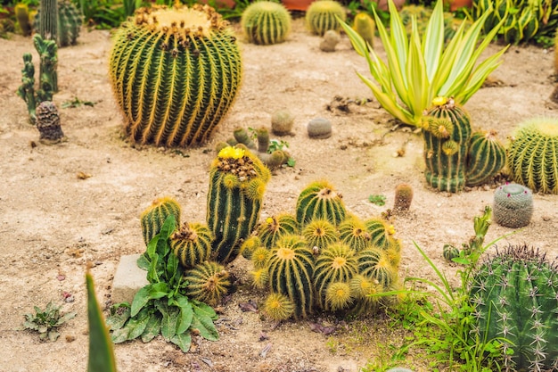 Cactus , succulents in the ground in the park