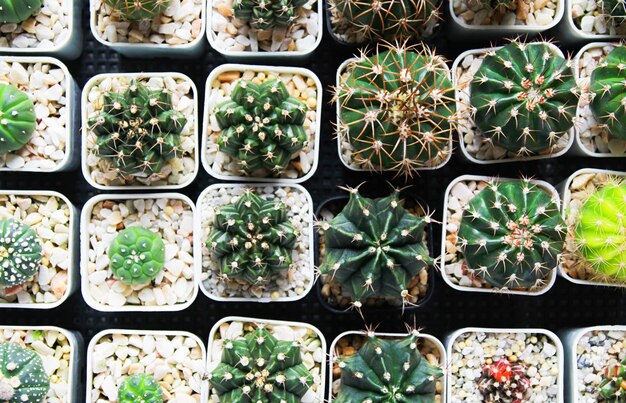 Photo cactus or succulents grow in pots on a blurred background closeup cactus on a blurred background