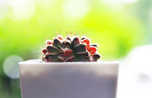 Photo cactus or succulents grow in pots on a blurred background closeup cactus on a blurred background