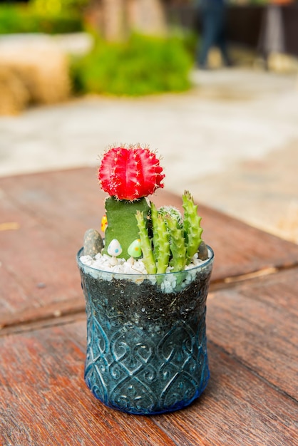 Foto cactus, foglia di palma da zucchero, decorazione in giardino