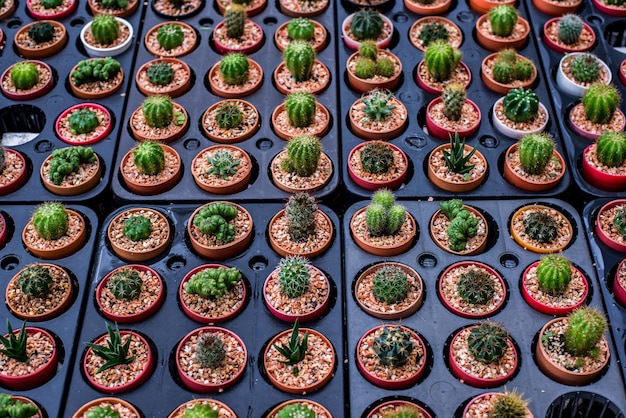 cactus, sugar palm leaf, decoration in the garden