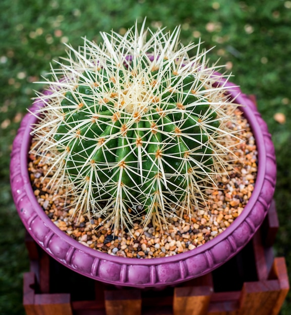 Cactus, sugar palm leaf, decoration in the garden