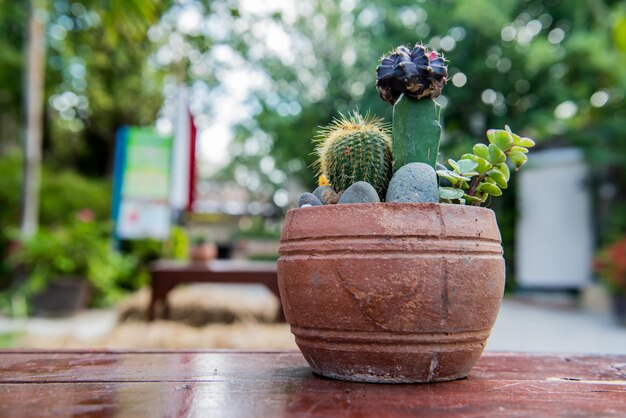 cactus, suikerpalmblad, decoratie in de tuin