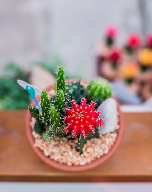 cactus, suikerpalmblad, decoratie in de tuin