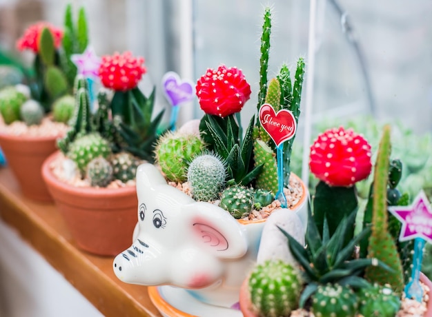 cactus, suikerpalmblad, decoratie in de tuin