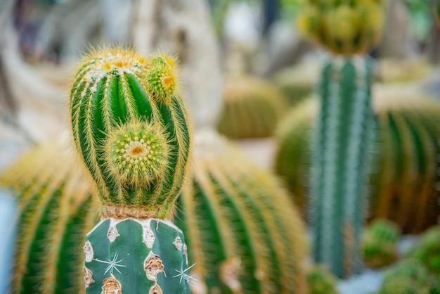 cactus, suikerpalmblad voor decoratie, plant en boom in de tuin